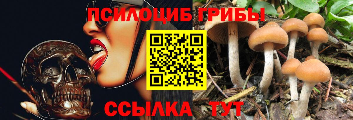 Чистополь  Псилоцибиновые грибы мухоморы  купить закладку  Вход с VPN 